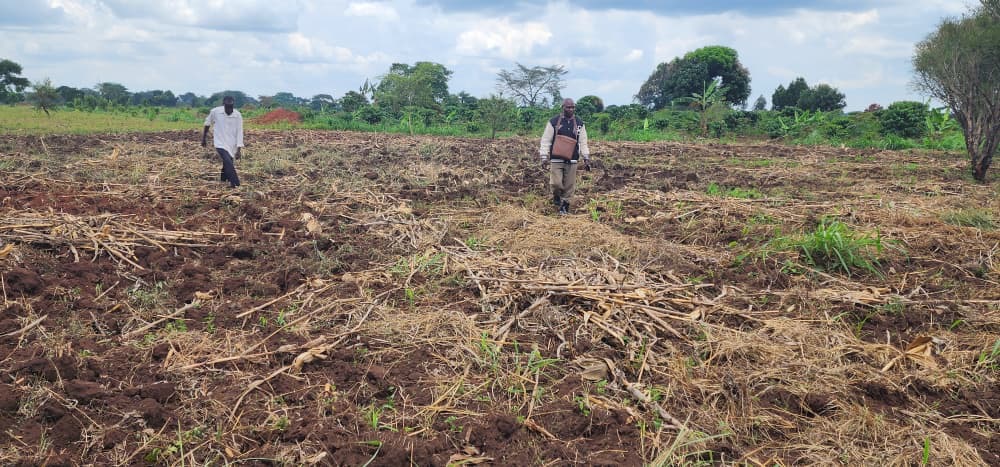 Smallholder Farmers
